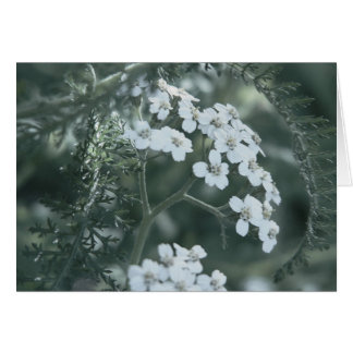 Wild Yarrow Card