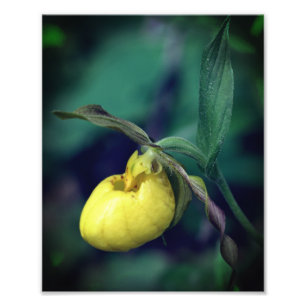 Wild Yellow Lady Slipper Orchidee Bloem 8x10 Foto Afdruk