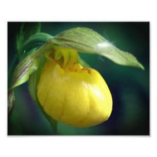 Wild Yellow Lady Slipper Orchidee Bloem 8x10 Foto Afdruk