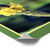 Wild Yellow Mullein Flower Abstract Poster (Hoek)