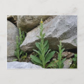 Wild Yellow Mullein Flowers Briefkaart (Voorkant)