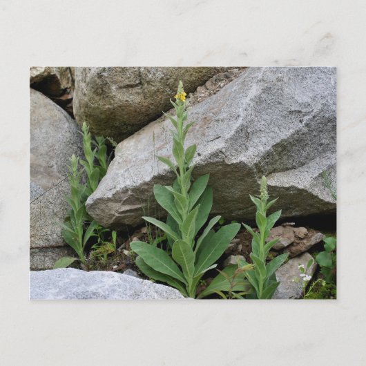 Wild Yellow Mullein Flowers Briefkaart (Voorkant)