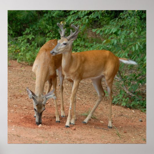 Wild Young Bucks Poster (Voorkant)