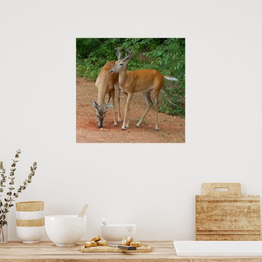 Wild Young Bucks Poster (Keuken)