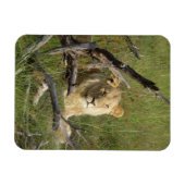 Wild Young Lion in Botswana Magneet (Horizontaal)
