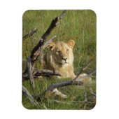 Wild Young Lion in Botswana Magneet (Verticaal)