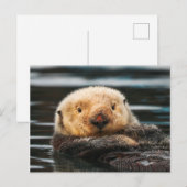 Wild Zee Otter Portret Briefkaart (Voorkant / Achterkant)