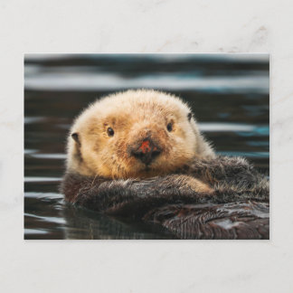 Wild Zee Otter Portret Briefkaart