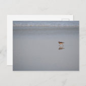 Wildbiofoto Natuur Beach Bird Sandpiper Briefkaart (Voorkant / Achterkant)