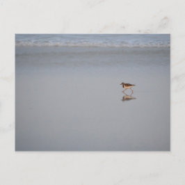 Wildbiofoto Natuur Beach Bird Sandpiper Briefkaart