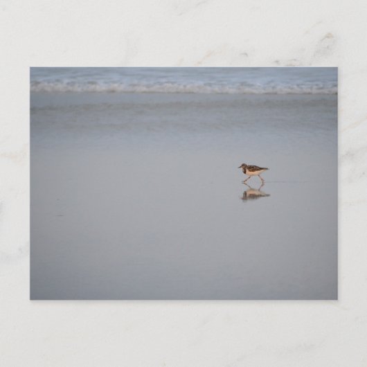 Wildbiofoto Natuur Beach Bird Sandpiper Briefkaart (Voorkant)