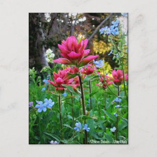 Wildbloemen (5) briefkaart
