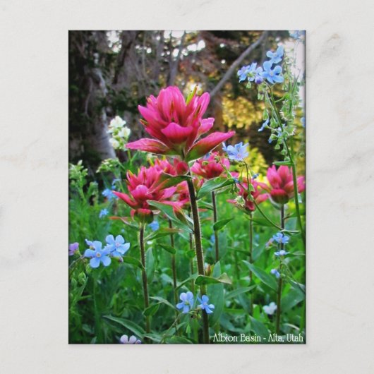 Wildbloemen (5) briefkaart (Voorkant)