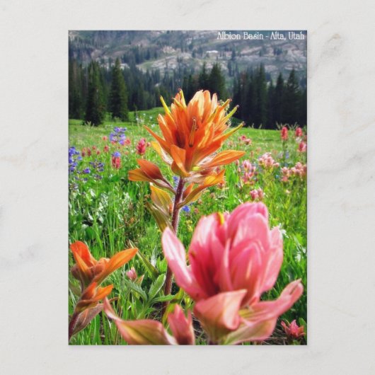 Wildbloemen (6) briefkaart (Voorkant)