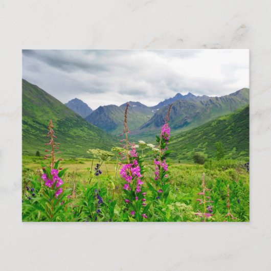 Wildbloemen Alaskan Valley Briefkaart (Voorkant)