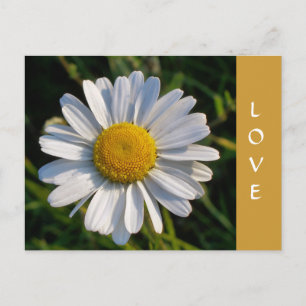 WILDBLOEMEN BRIEFKAART