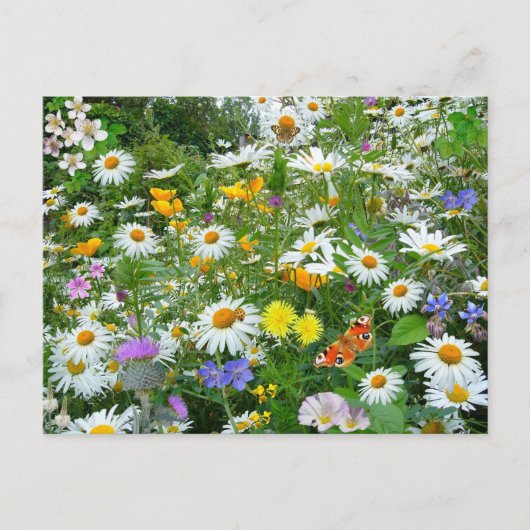 Wildbloemen Briefkaart (Voorkant)