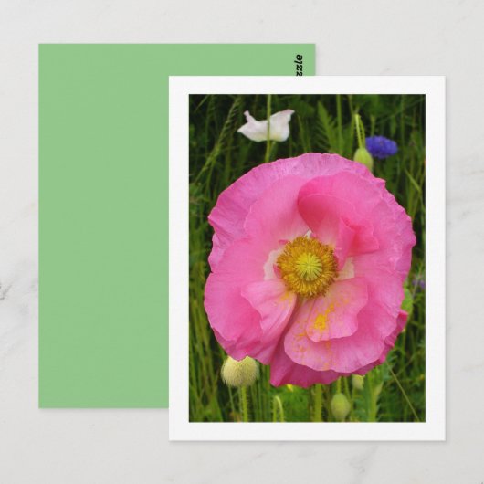 Wildbloemen Briefkaart (Voorkant / Achterkant)