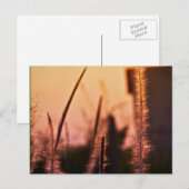 Wildbloemen - briefkaarten (Voorkant / Achterkant)