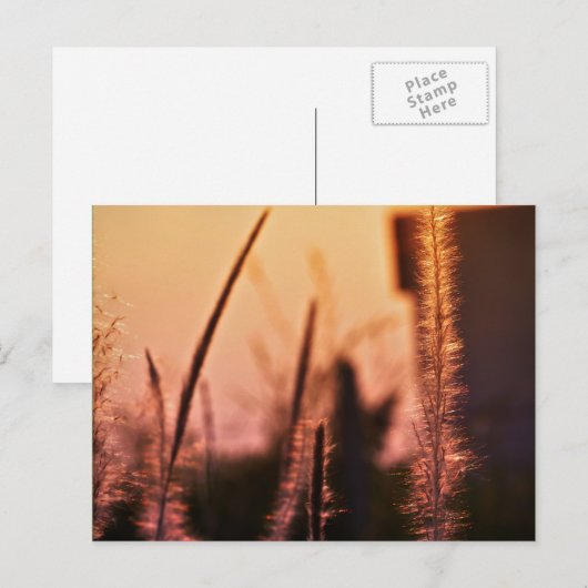 Wildbloemen - briefkaarten (Voorkant / Achterkant)