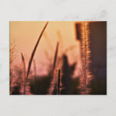 Wildbloemen - briefkaarten (Voorkant)