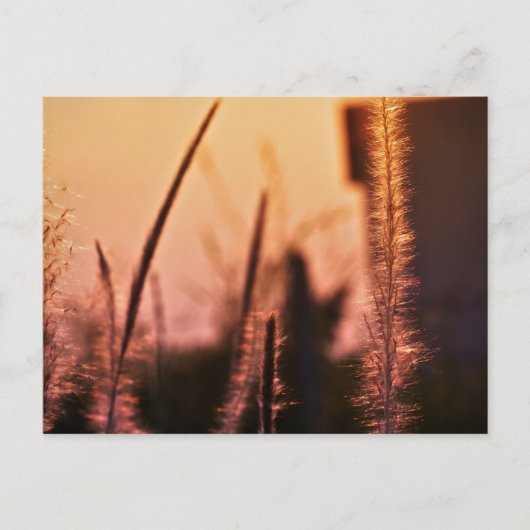 Wildbloemen - briefkaarten (Voorkant)