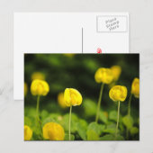 Wildbloemen briefkaarten (Voorkant / Achterkant)