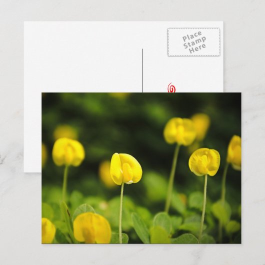 Wildbloemen briefkaarten (Voorkant / Achterkant)