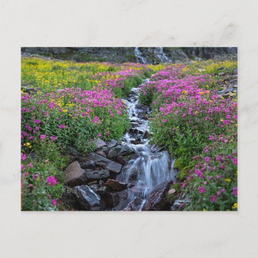 Wildbloemen, Clements Mountain, Montana Briefkaart (Voorkant)