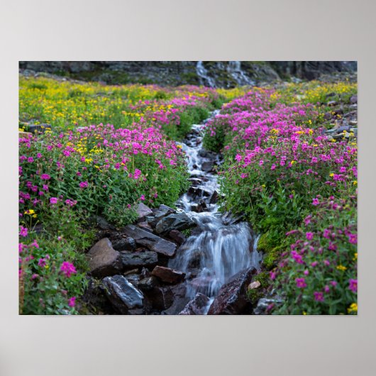 Wildbloemen, Clements Mountain, Montana Poster (Voorkant)