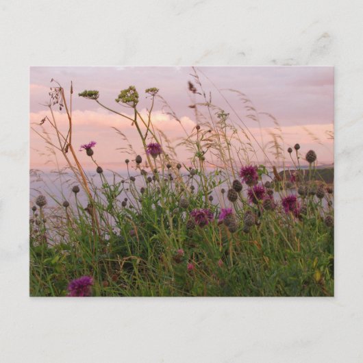Wildbloemen in Dusk Briefkaart (Voorkant)