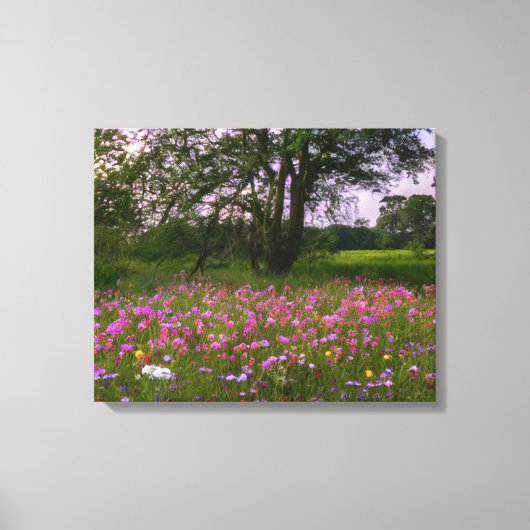 Wildbloemen in het land bij zonsondergang canvas afdruk (Voorkant)