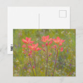  Wildbloemen Indiase verfkwast Floral Briefkaart (Voorkant / Achterkant)