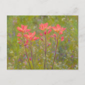  Wildbloemen Indiase verfkwast Floral Briefkaart (Voorkant)