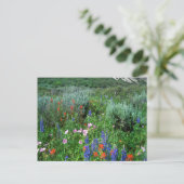 Wildbloemen, mooie Colorado Briefkaart (Staand voorkant)