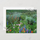 Wildbloemen, mooie Colorado Briefkaart (Voorkant / Achterkant)