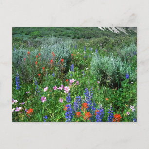Wildbloemen, mooie Colorado Briefkaart