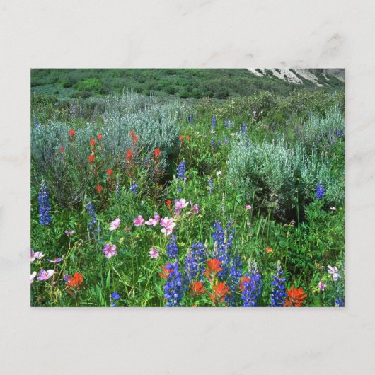 Wildbloemen, mooie Colorado Briefkaart (Voorkant)