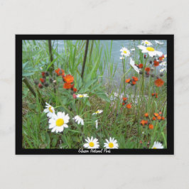 Wildbloemen op Glacier Briefkaart