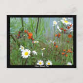 Wildbloemen op Glacier Briefkaart (Voorkant)