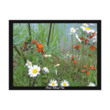 Wildbloemen op Glacier