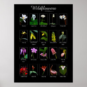 Wildbloemen poster