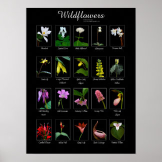Wildbloemen poster