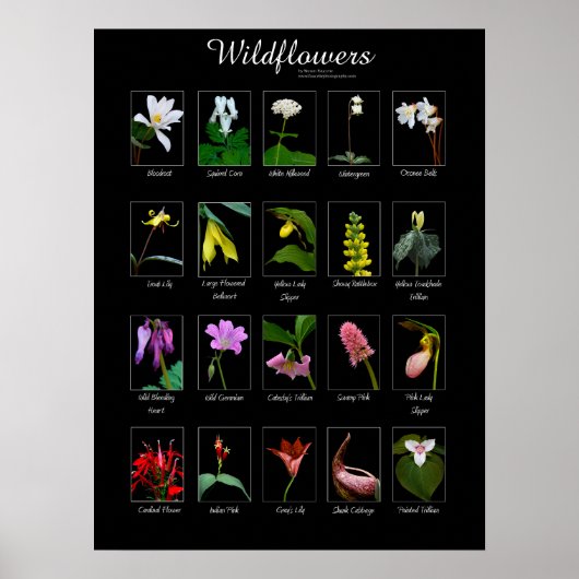 Wildbloemen poster (Voorkant)