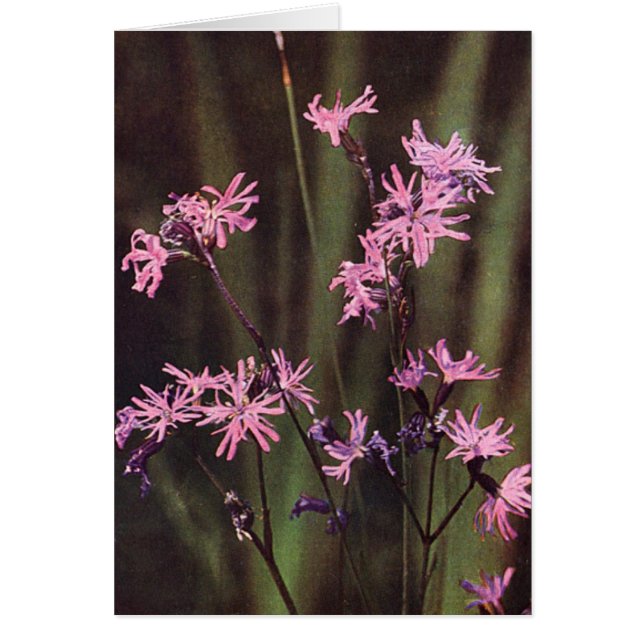Wildbloemen: Ragged Robin (Voorkant)