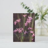 Wildbloemen: Ragged Robin Briefkaart (Staand voorkant)