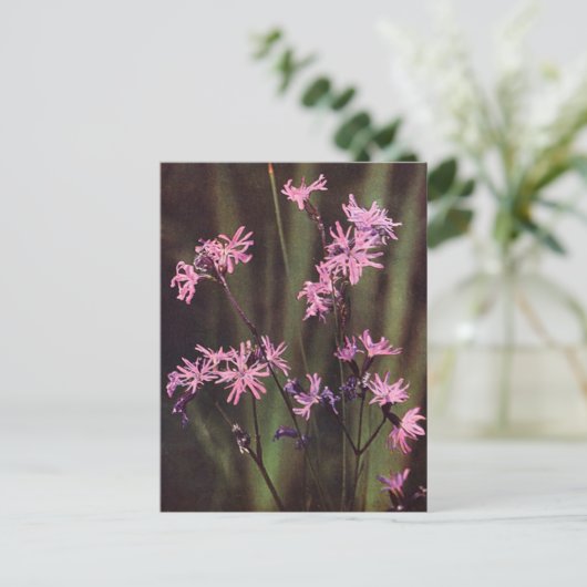 Wildbloemen: Ragged Robin Briefkaart (Staand voorkant)