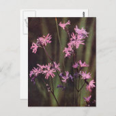 Wildbloemen: Ragged Robin Briefkaart (Voorkant / Achterkant)