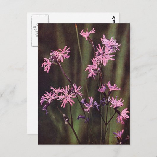 Wildbloemen: Ragged Robin Briefkaart (Voorkant / Achterkant)