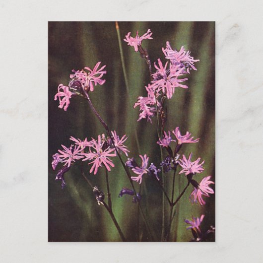 Wildbloemen: Ragged Robin Briefkaart (Voorkant)